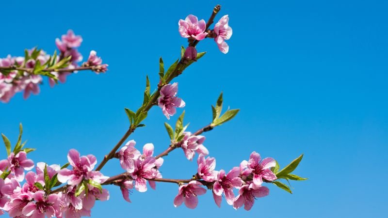 Các bước trong quy trình kỹ thuật trồng đào cảnh