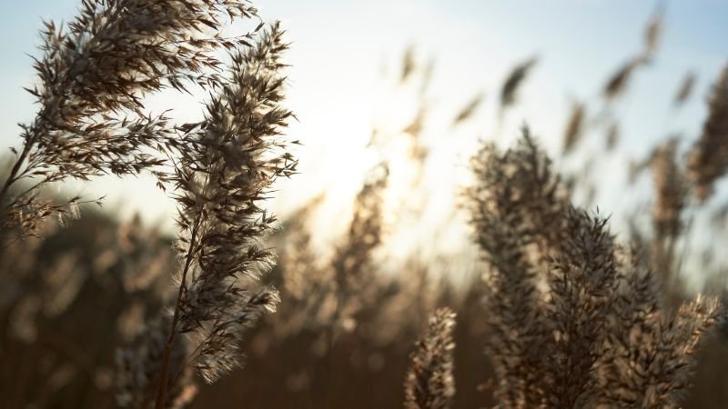 Đặc điểm nhận biết hoa cỏ lau