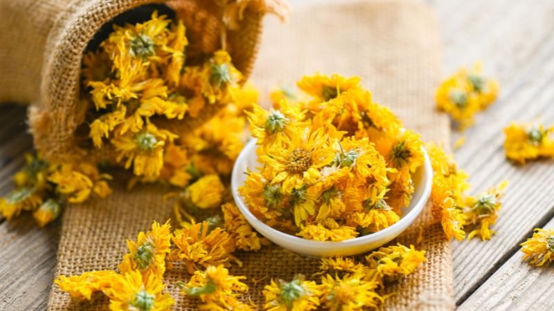 Đặc điểm nhận biết hoa cúc vàng