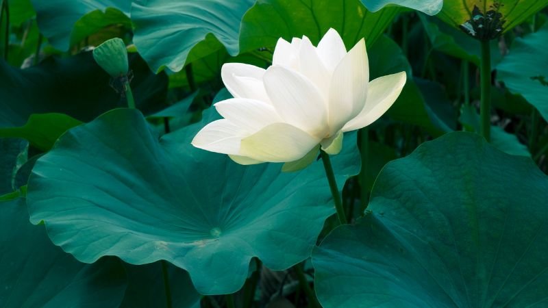 Giới thiệu đôi nét về loài hoa sen trắng