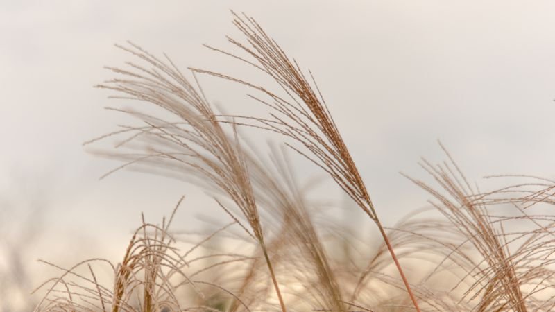 Giới thiệu về Hoa Cỏ Lau