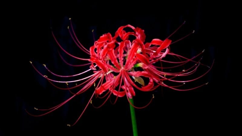 Tìm hiểu nguồn gốc và ý nghĩa chi tiết về hoa bỉ ngạn