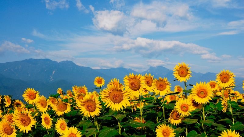 Hoa hướng dương có ý nghĩa như thế nào?