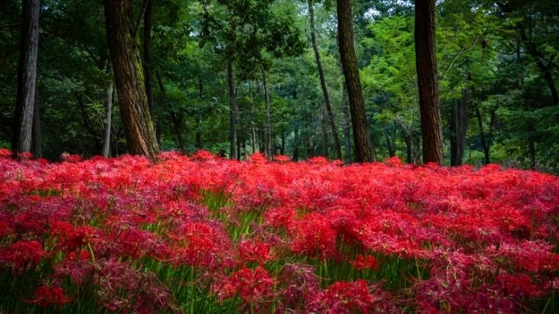 Hướng dẫn cách trồng và chăm sóc hoa bỉ ngạn