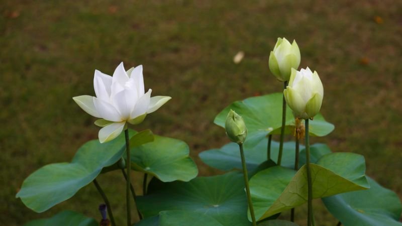 Hướng dẫn cách trồng và chăm sóc hoa sen trắng nở đẹp