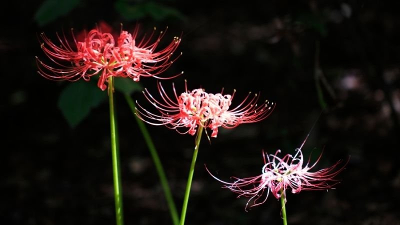 Nguồn gốc của hoa bỉ ngạn 