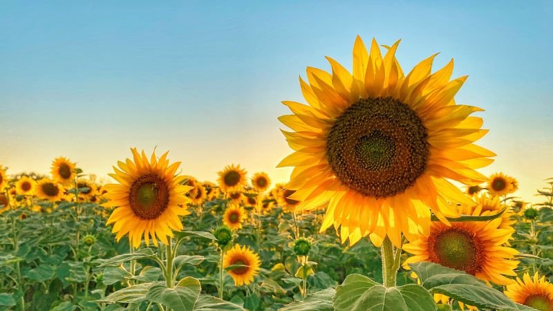 Nguồn gốc, đặc điểm của hoa hướng dương 