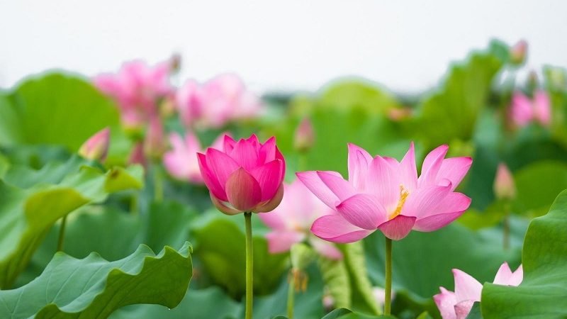 Nguồn gốc và ý nghĩa hoa sen trong văn hóa Việt Nam