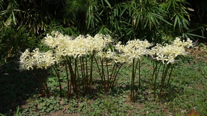 Tìm hiểu ý nghĩa của hoa bỉ ngạn 