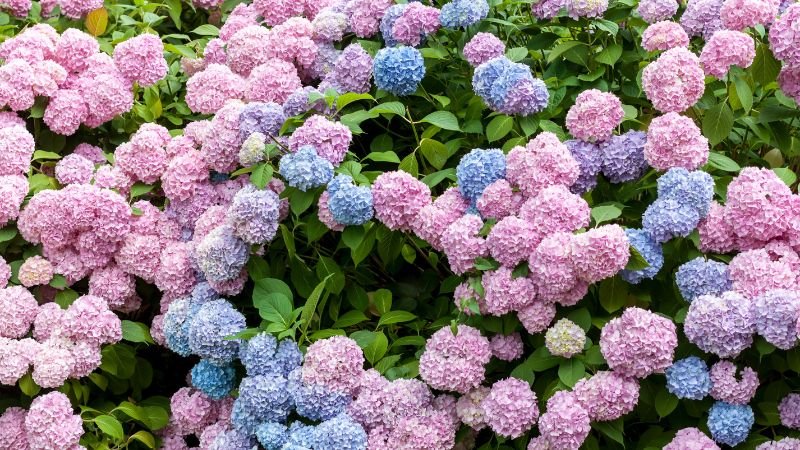 Ý nghĩa của hoa cẩm tú cầu với từng quốc gia