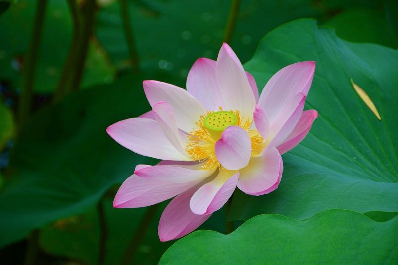 Ý nghĩa của hoa sen hồng