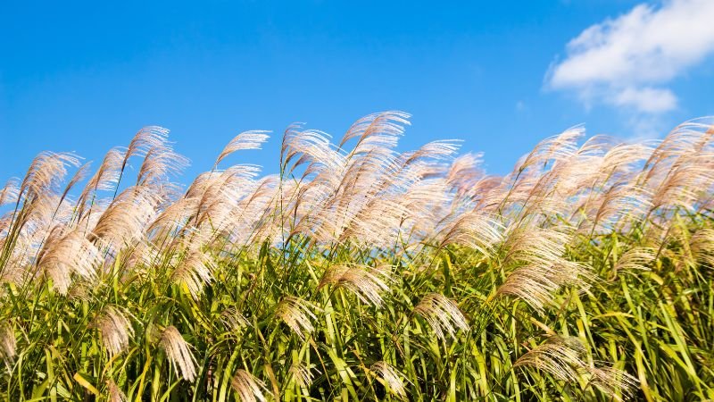 Ý nghĩa Hoa cỏ lau chi tiết