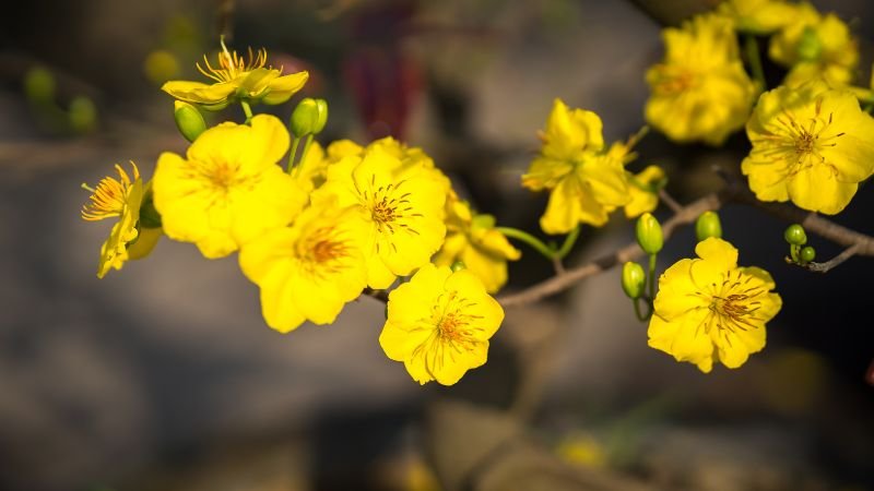 Ý nghĩa hoa mai ngày Tết ở miền Nam