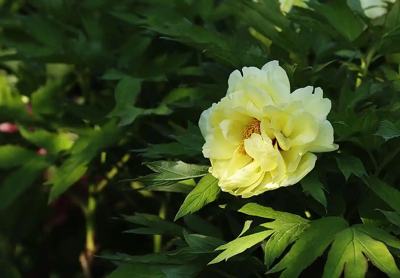 Ý nghĩa hoa mẫu đơn vàng