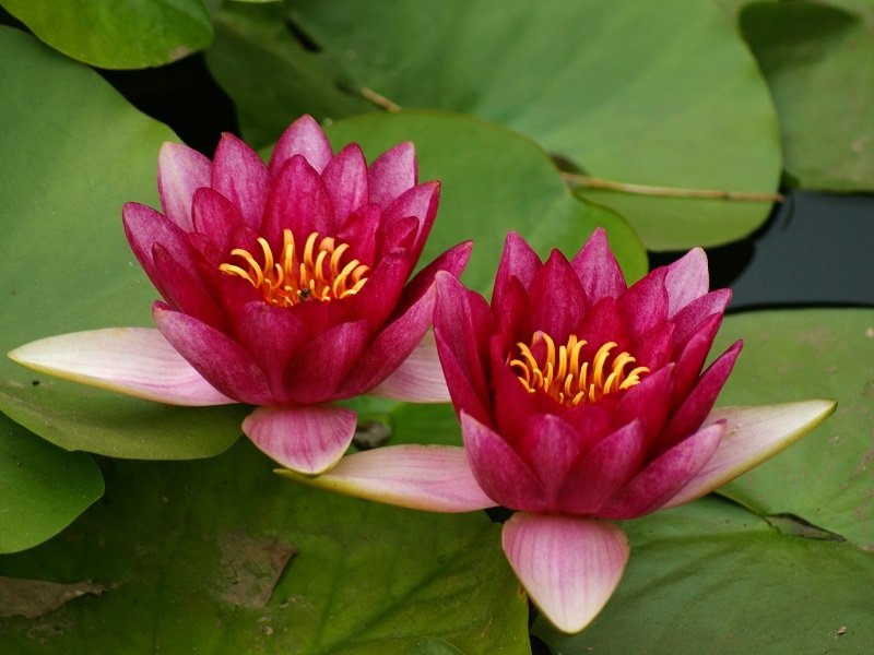 Ý nghĩa hoa sen đỏ