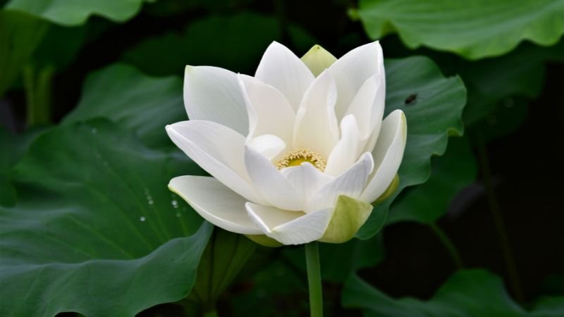 Ý nghĩa thanh cao của hoa sen trắng trong cuộc sống