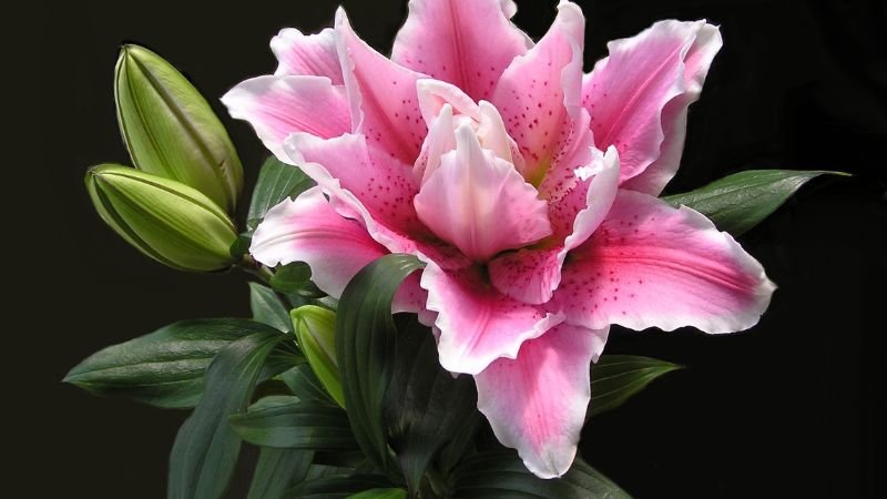 Biểu trưng cho sự thành công và thịnh vượng