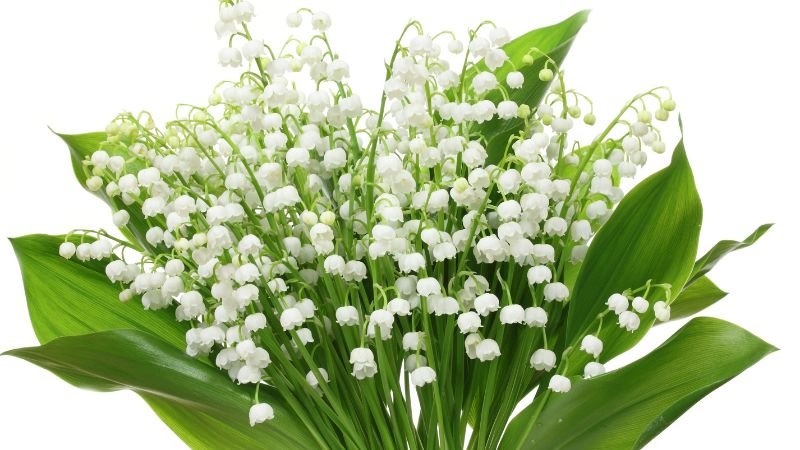 Cách trồng và chăm sóc hoa Linh Lan trắng