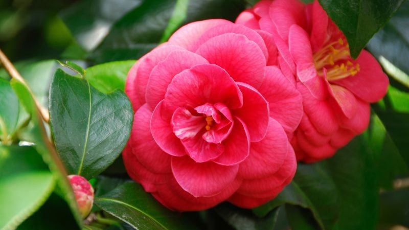 Cách trồng và chăm sóc hoa hải đường