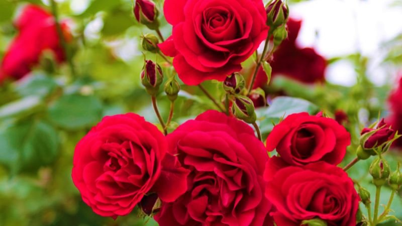 Cách trồng và chăm sóc hoa hồng đúng kỹ thuật