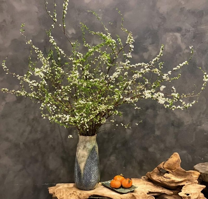 Cách trồng và chăm sóc hoa tuyết mai đúng kỹ thuật