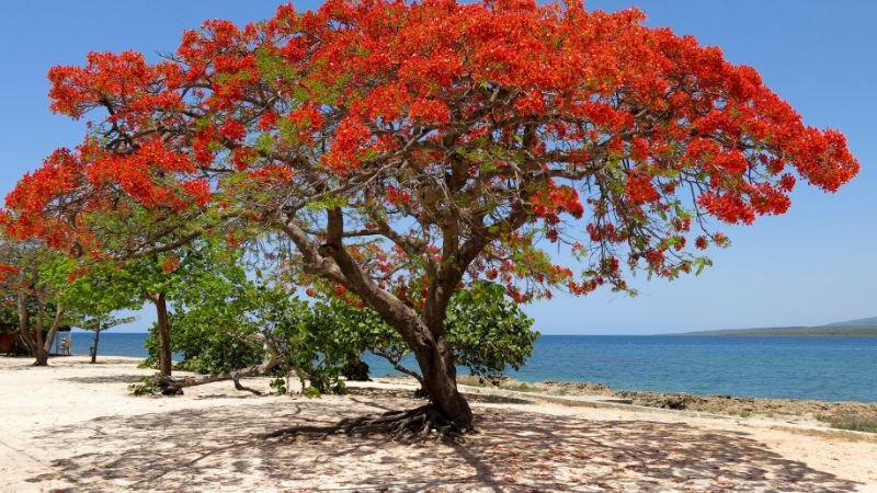 Giới thiệu về cây hoa phượng vĩ