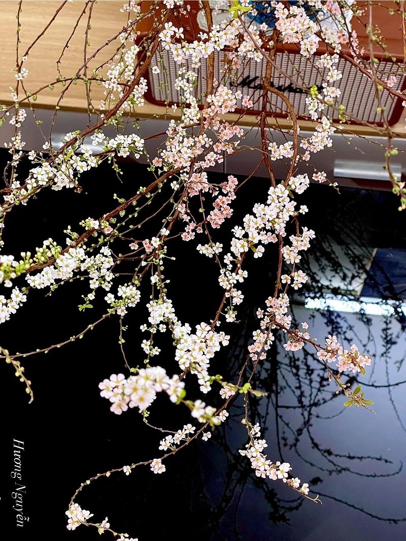 Hoa tuyết mai là gì