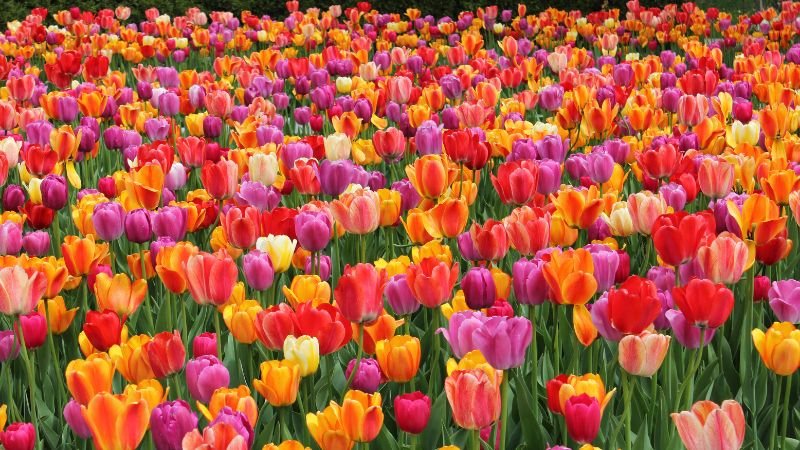 Hoa tulip là gì? Ý nghĩa hoa Tulip trong cuộc sống