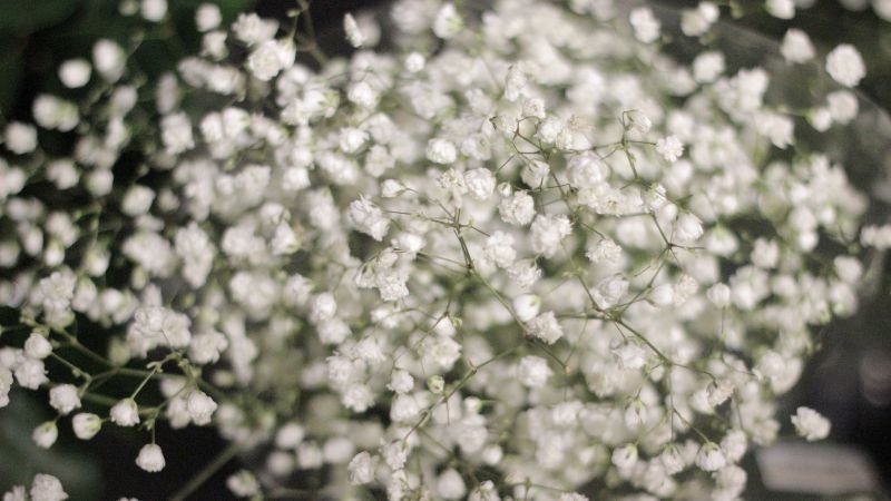 Nguồn gốc và đặc điểm của hoa Baby