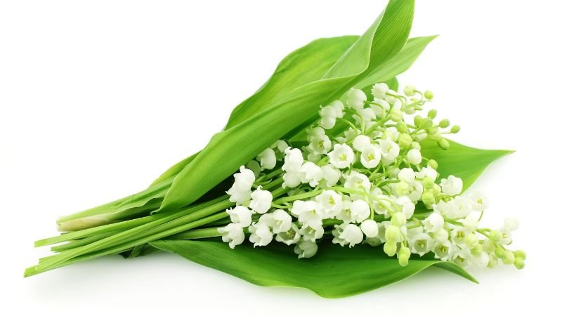 Tìm hiểu hoa Linh Lan là gì