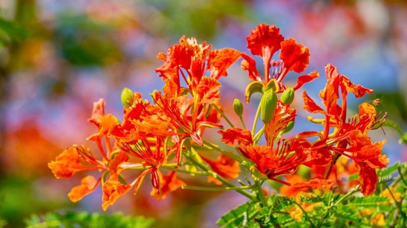 Ý nghĩa cây hoa phượng vĩ