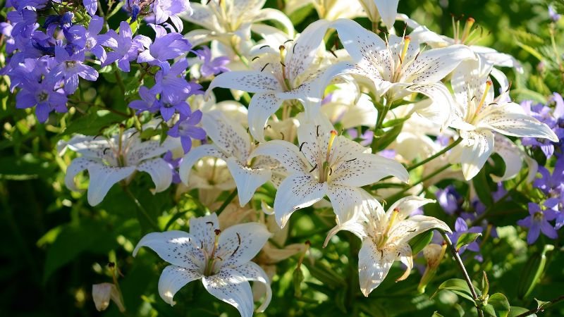 Ý nghĩa của hoa ly trong cuộc sống