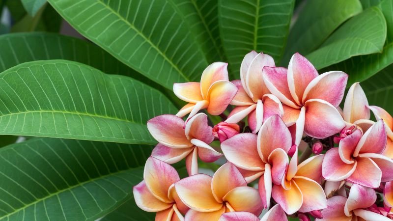 Ý nghĩa của hoa sứ trong đời sống
