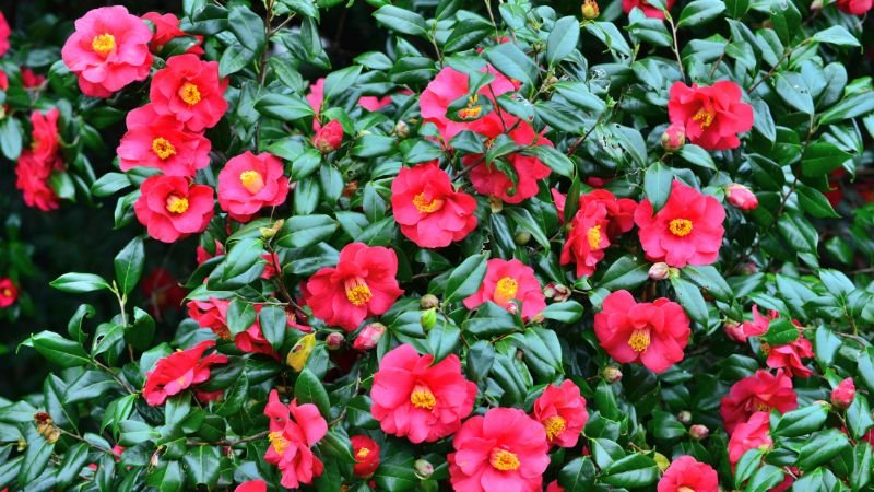 Ý nghĩa hoa hải đường trong phong thủy