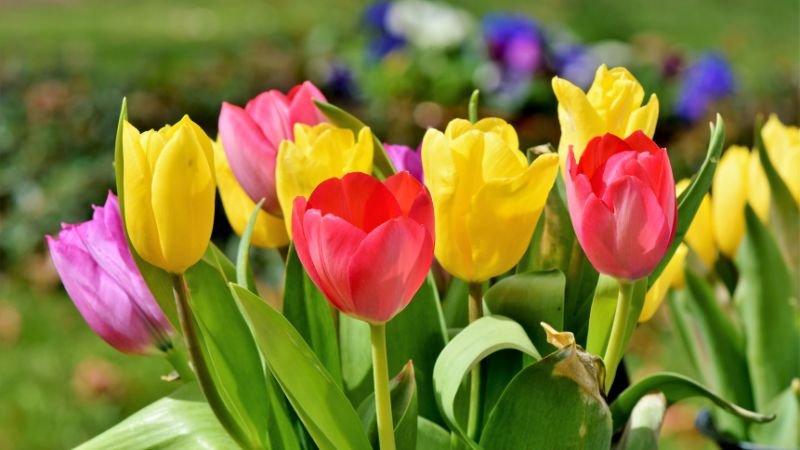 Ý nghĩa hoa tulip theo từng màu sắc