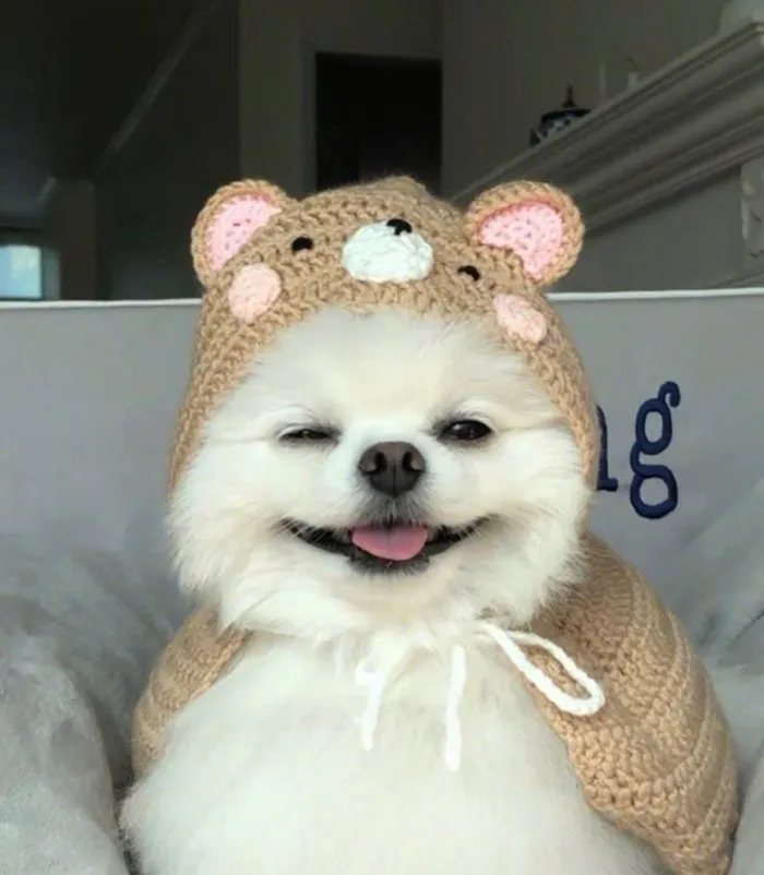 ảnh chú chó cute