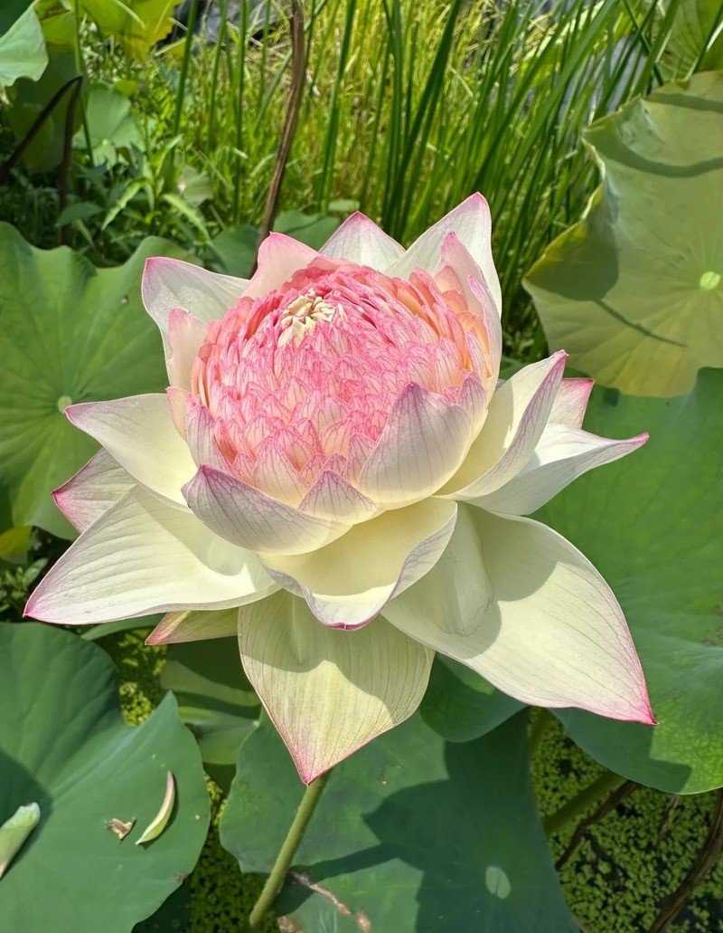 ảnh hoa sen đẹp làm hình nền