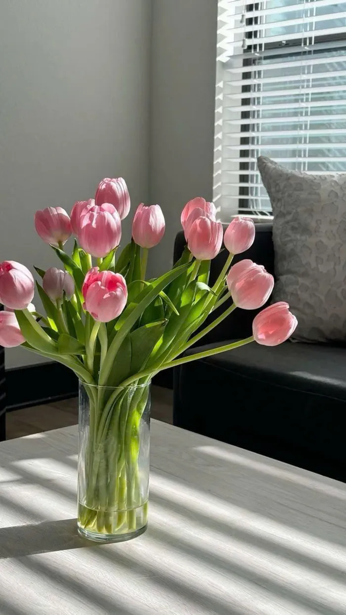 ảnh hoa tulip đẹp