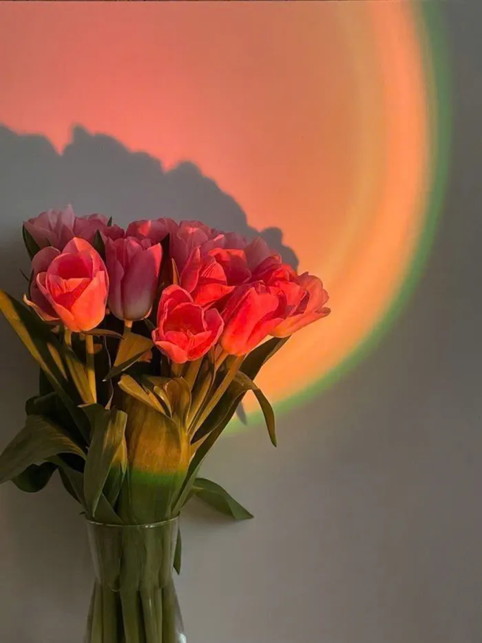 ảnh hoa tulip hồng