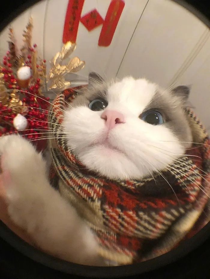 ảnh làm avatar fb