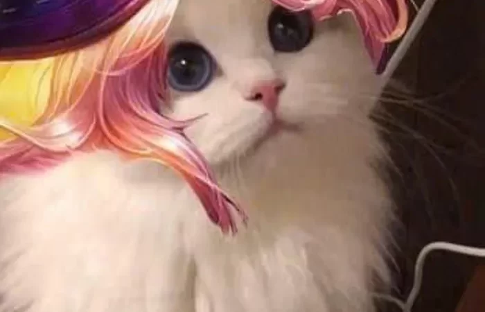 Gợi ý 99+ hình ảnh avatar mèo Liên Quân độc đáo