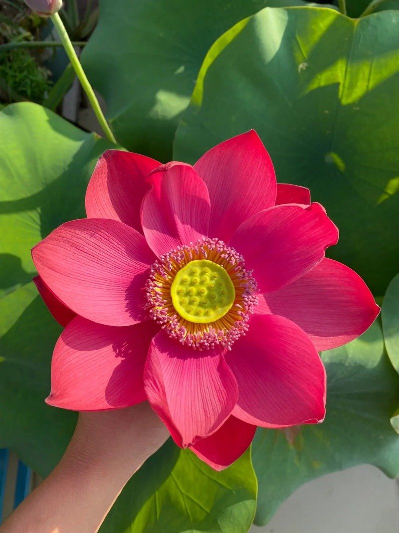 bông sen đẹp nhất