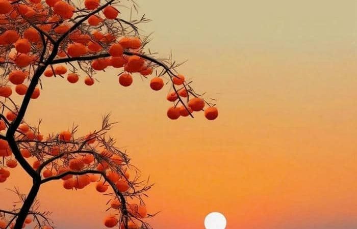 80+ Ảnh hoàng hôn chill, đẹp nhất thế giới làm hình nền, avatar