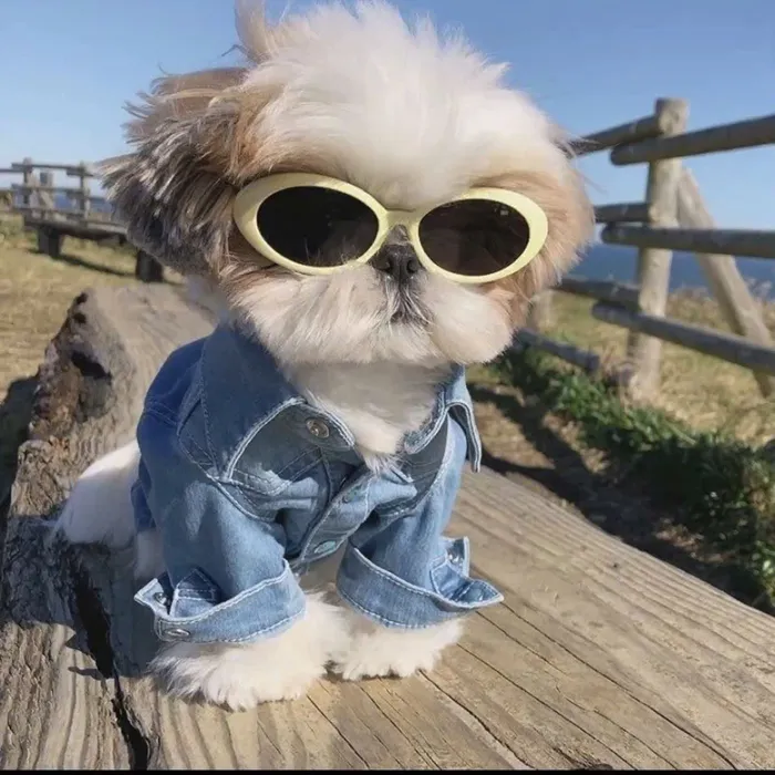 hình ảnh chó cute