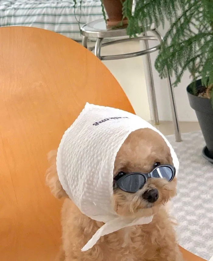 hình ảnh con chó cute