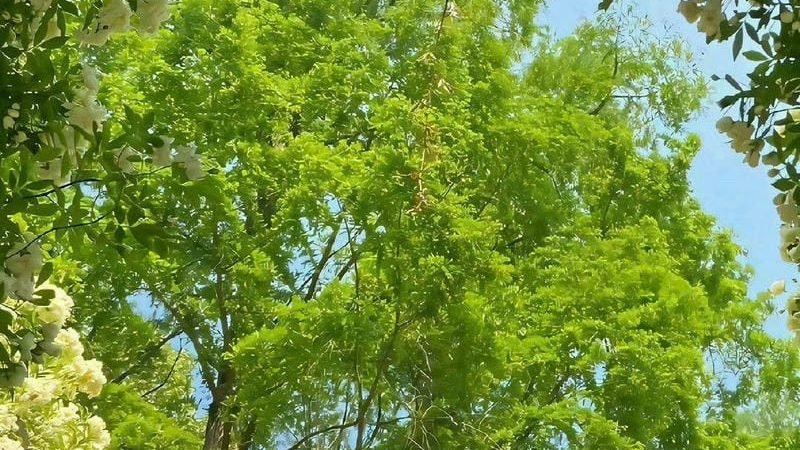 50+ Hình nền cây xanh, avatar cây cối đẹp nhất cho bạn