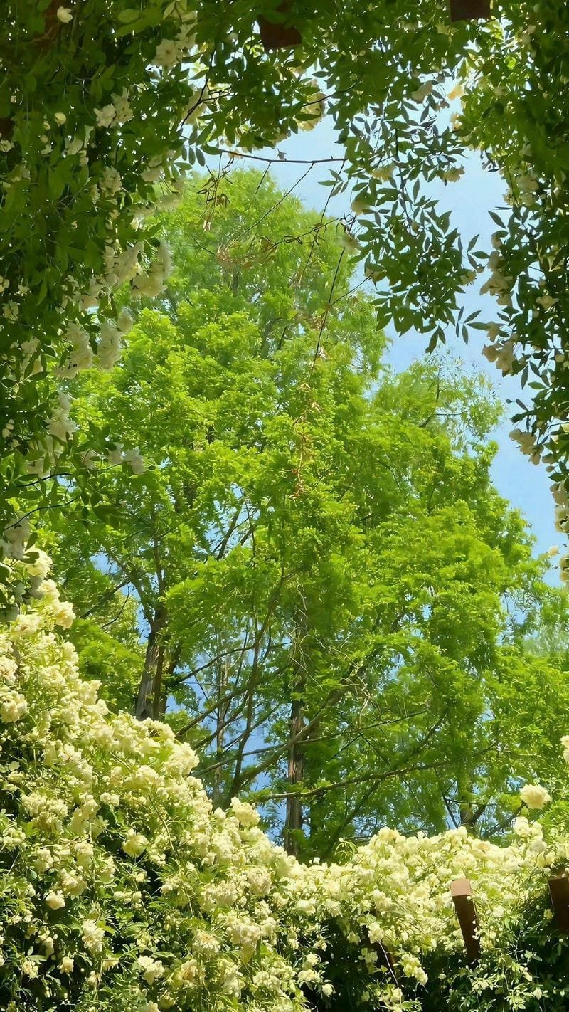 hình ảnh rừng cây đẹp nhất