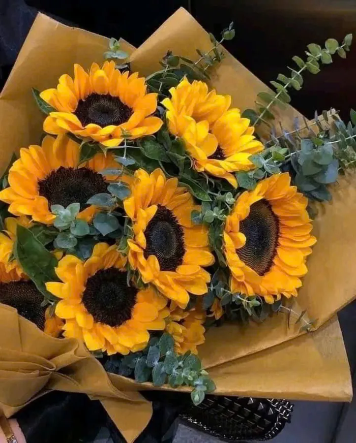 hình hoa hướng dương đẹp nhất