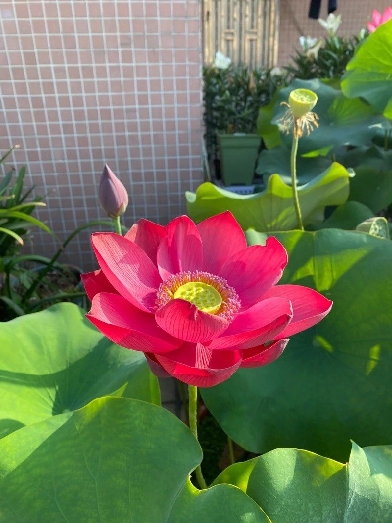 hình hoa sen đẹp nhất