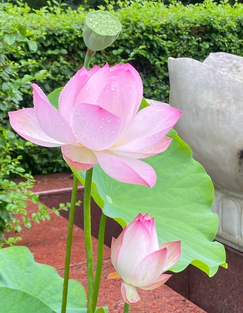 hình nền điện thoại hoa sen